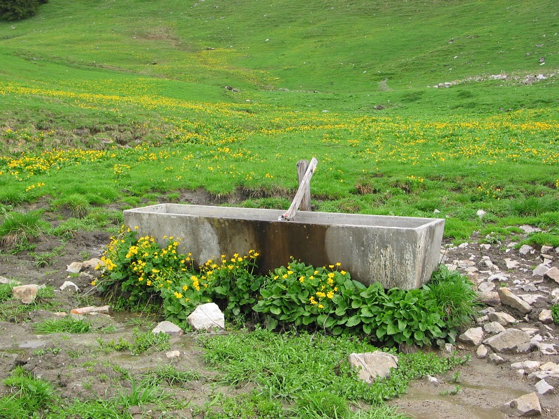Brunnen bei der Bereuters Neuenalp